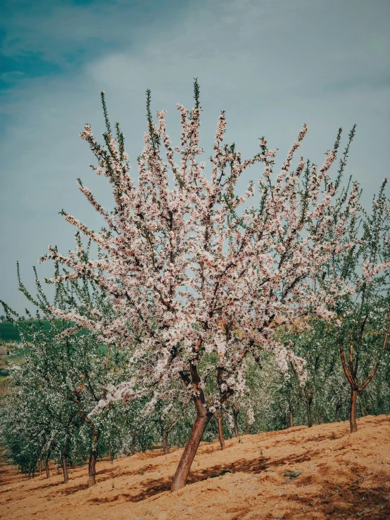 an apple tree in bloom on a hill top