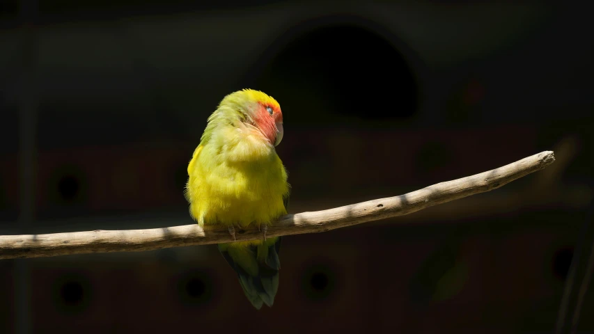 a colorful bird is sitting on a stick