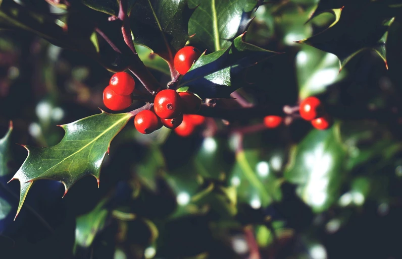 berries on a tree nch with green leaves