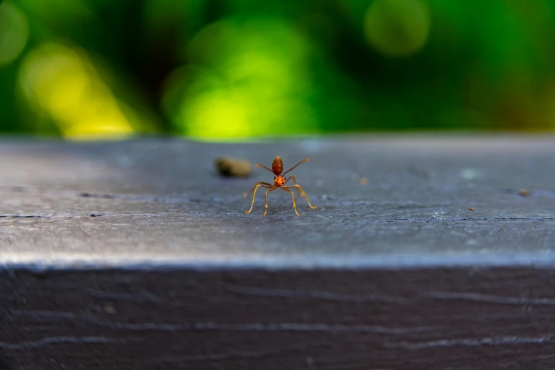 an insect sitting on the edge of a wooden bench