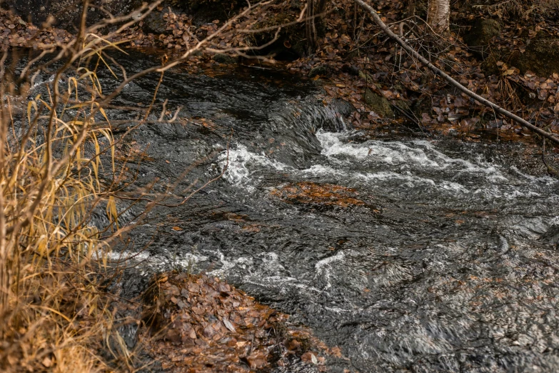 a small white stream is flowing through the bushes