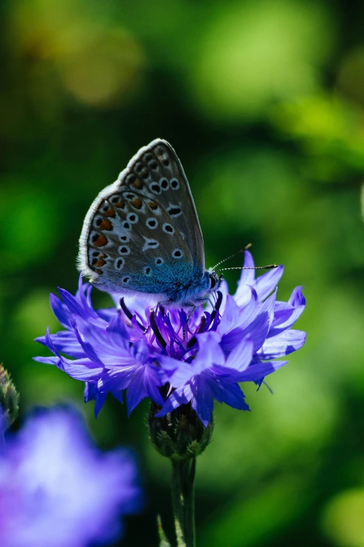 a blue and orange erfly sitting on top of purple flowers