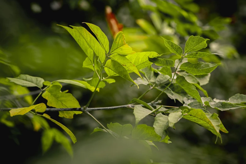 the close up view of a green leafy tree