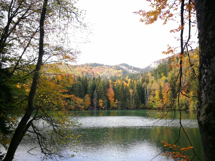 a lake surrounded by many trees and green grass