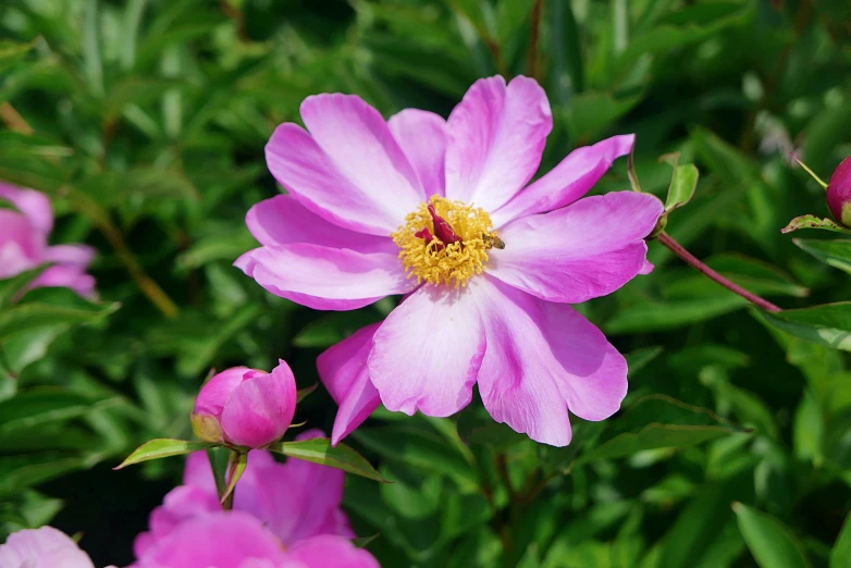 there is pink and yellow flowers blooming on the bushes