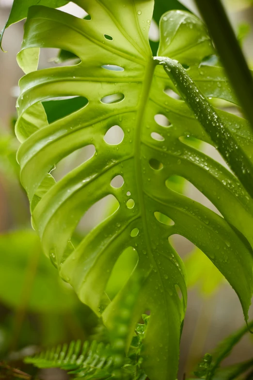 a green leaf covered in raindrops on a nch