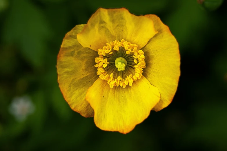 an overhead s of a yellow flower that is on display