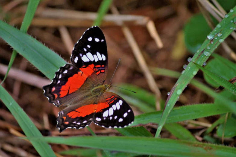 a red and black erfly sitting on top of some green leaves