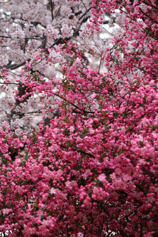 a tree with flowers in bloom, in the middle of the park