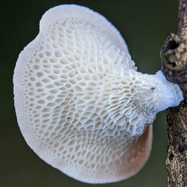 an interesting mushroom on the top of a tree