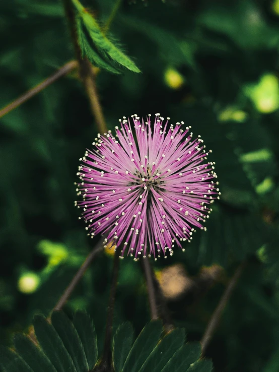 an extreme close up po of a purple flower