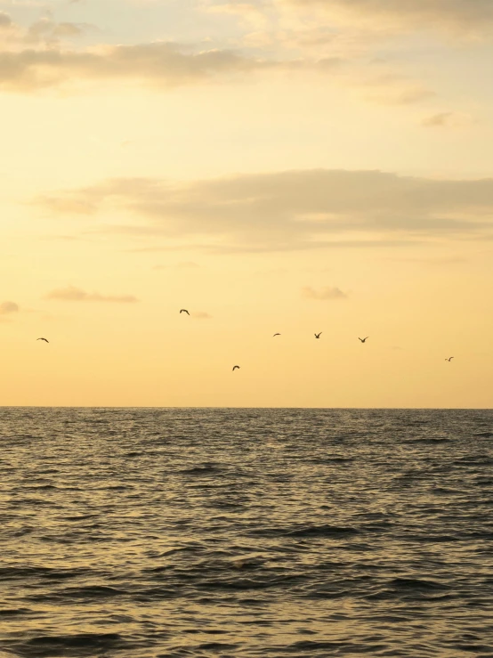 birds are flying in formation over the water