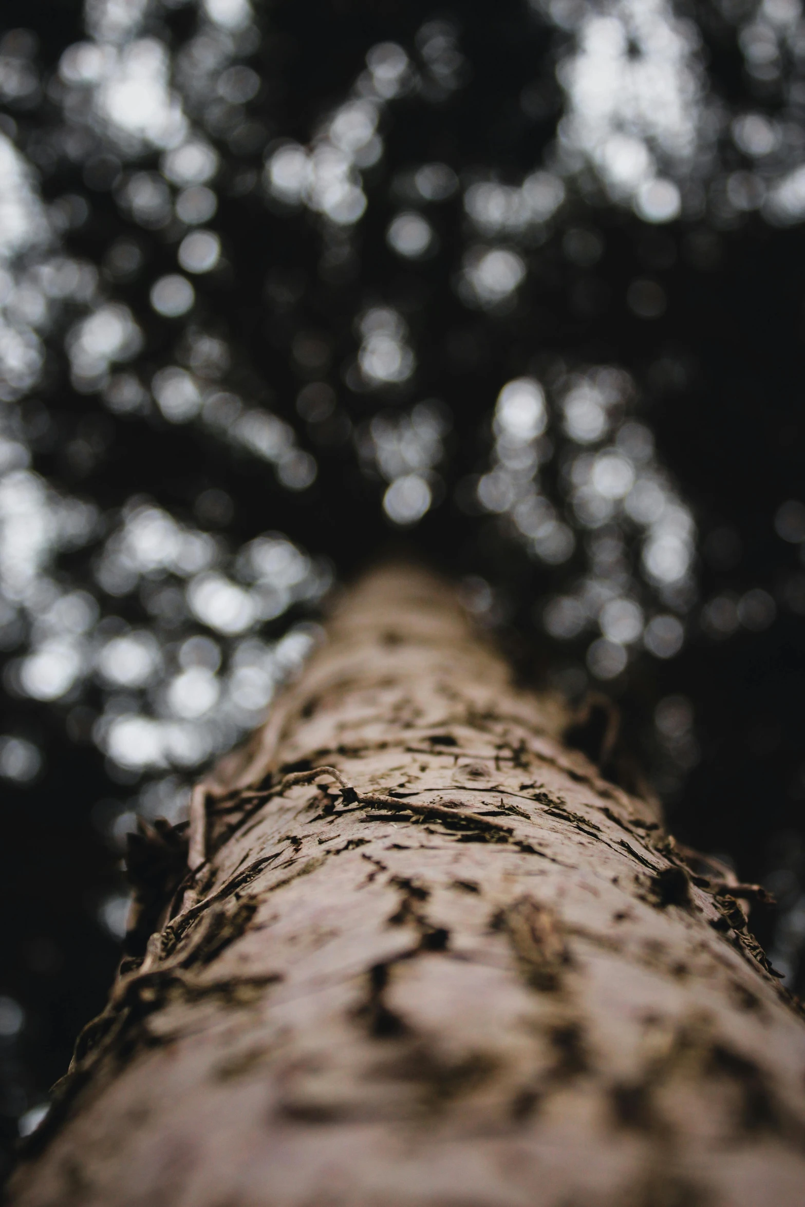 closeup of the top of a tree in front of the trees