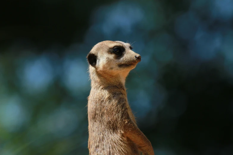 closeup po of a meerkat's back face