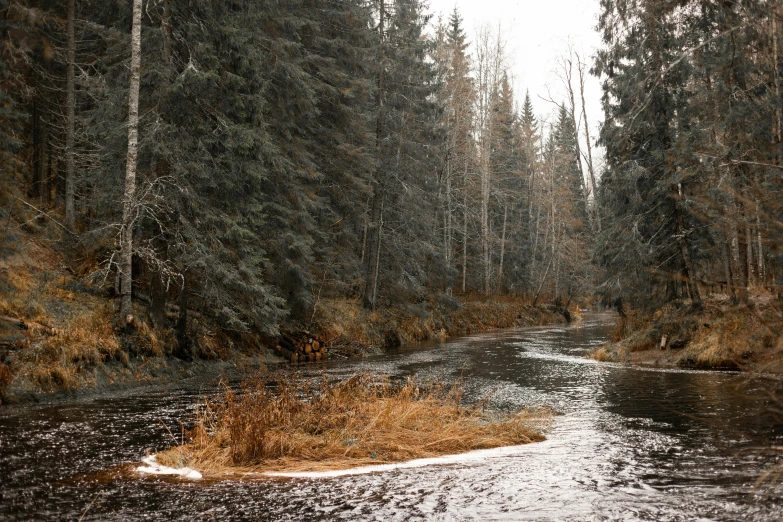 a small stream running through a forest covered in snow