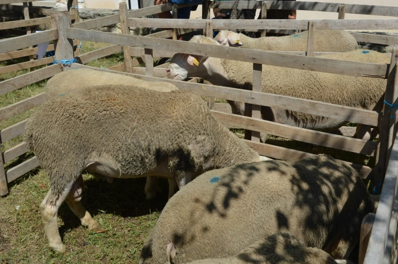 some sheep in their pens with one of them eating