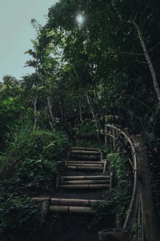 a wooden path made of logs between trees