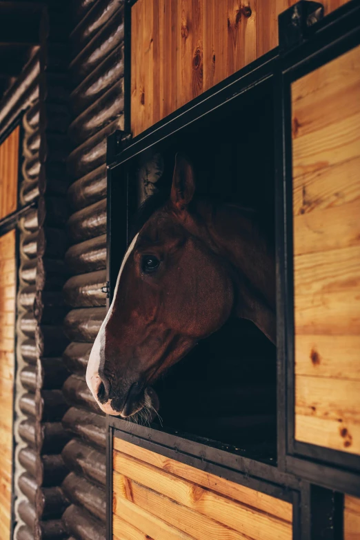 a horse that is looking out of its stall