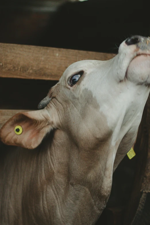 a cow sticking its head through a wooden gate