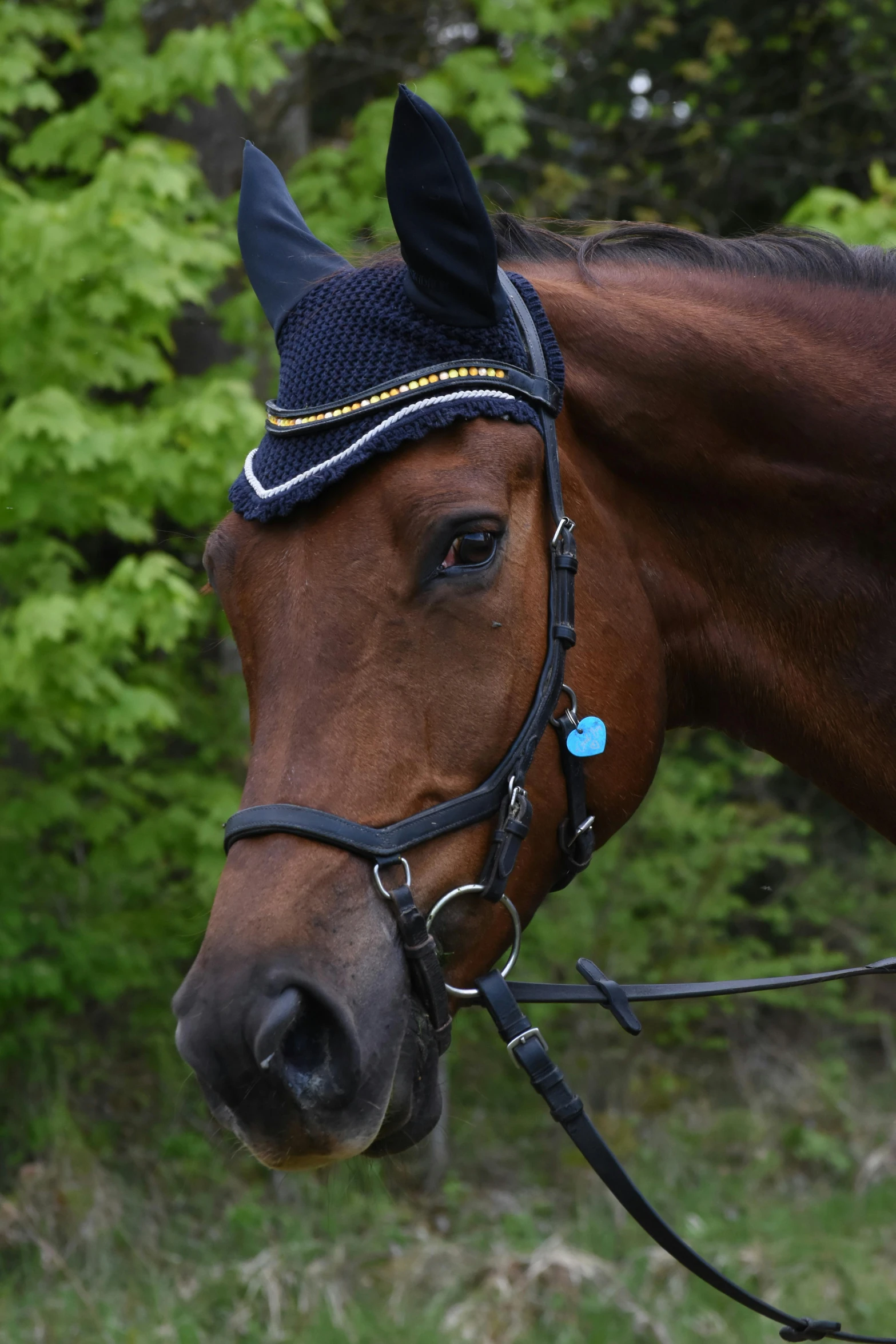 the horse is wearing a black hat with a white stripe