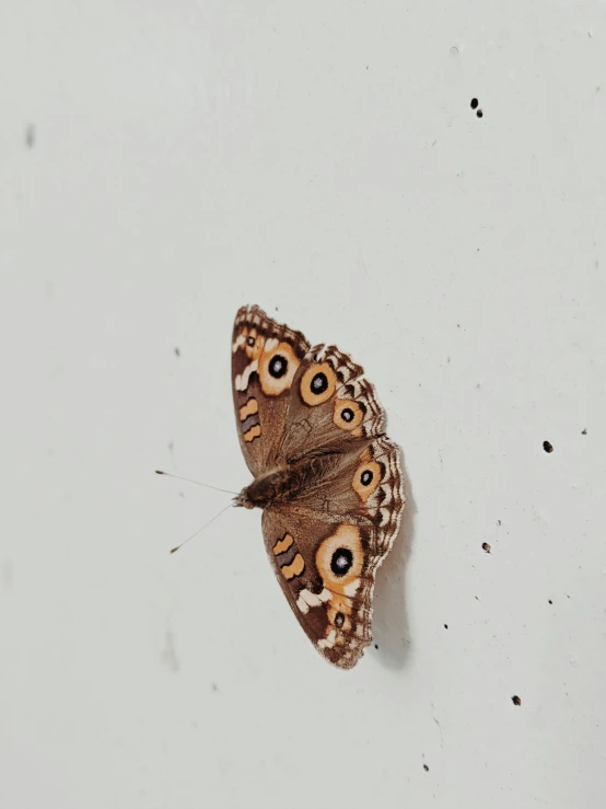 two brown and white mothes on white background