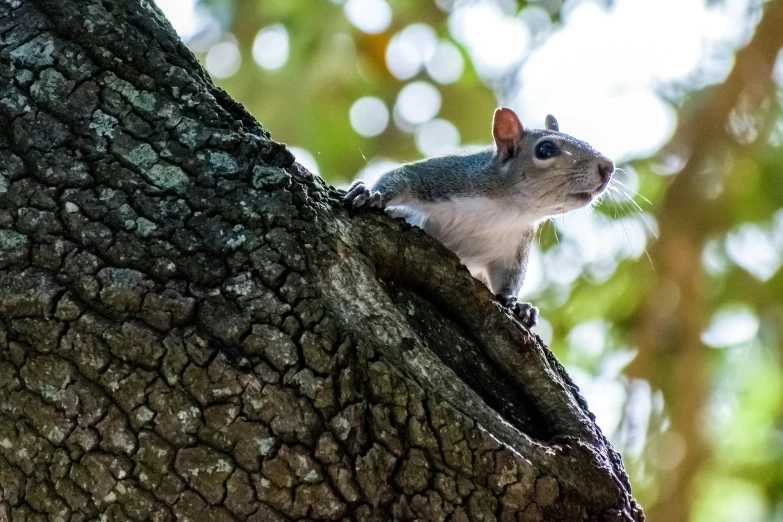 the squirrel is sitting on top of the tree