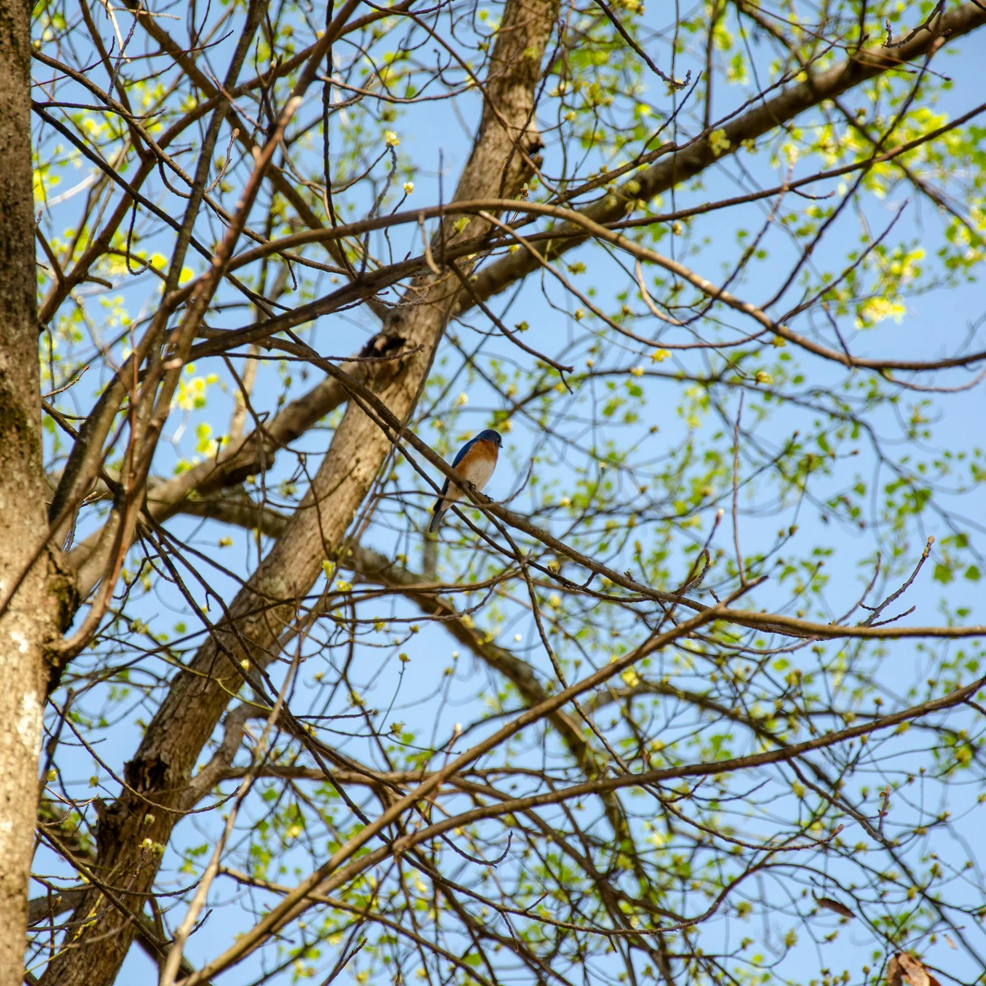 a bird perched in a tree during the day