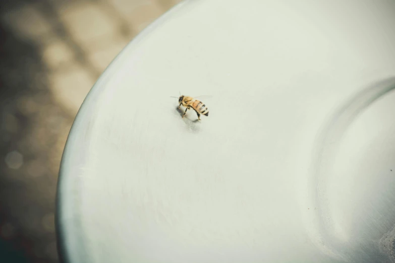 an insect is sitting on a white table