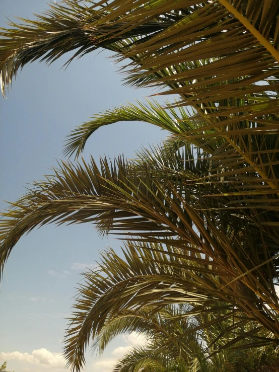 palm trees under a partly cloudy sky on the beach