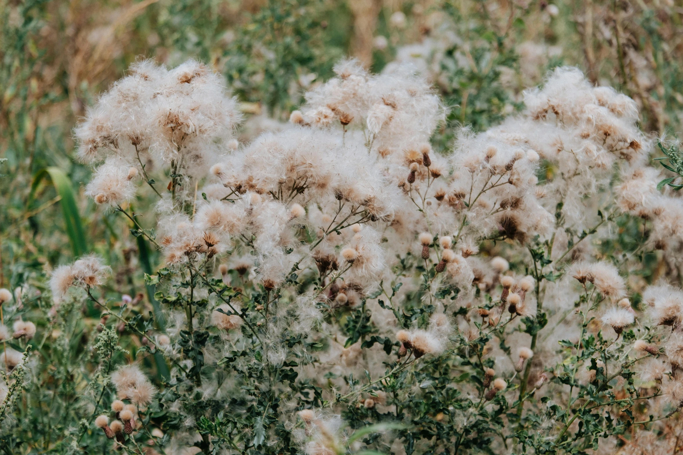 the plants are covered in white fluffy stuff