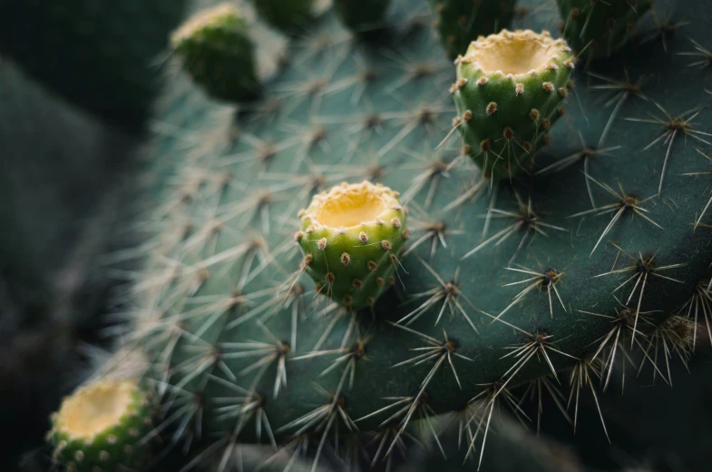 a close up s of a green cactus