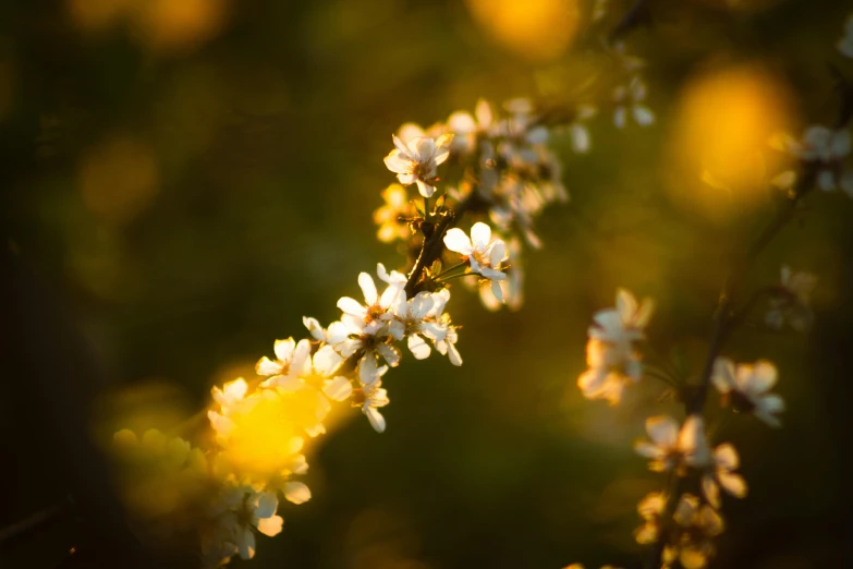 flowers are growing on a tree outside in the sun