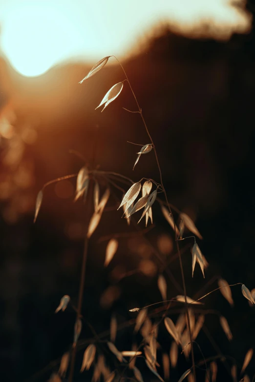 an image of some plants in the field