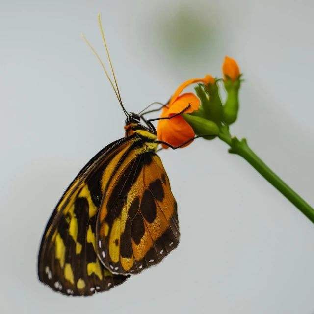 a closeup of the erfly on the flower