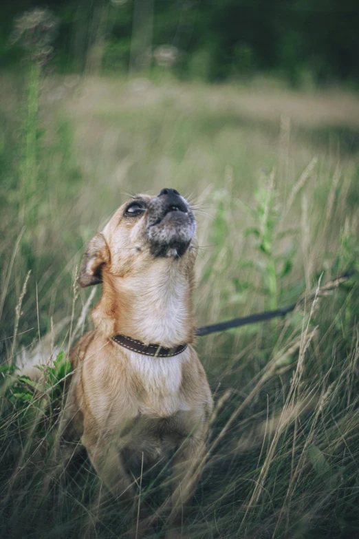 the dog is sticking his head above its mouth