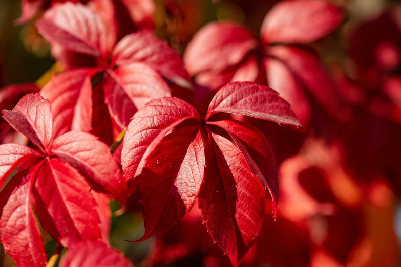 red leaves that are on the nches of a plant