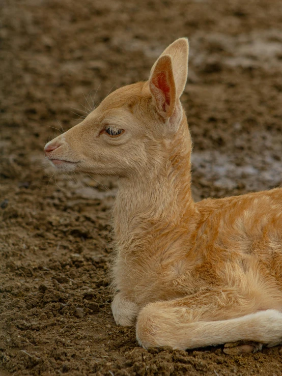 the little deer is looking back in the dirt