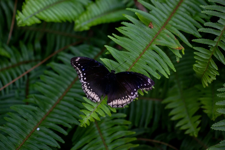 erfly sitting on a nch in the forest