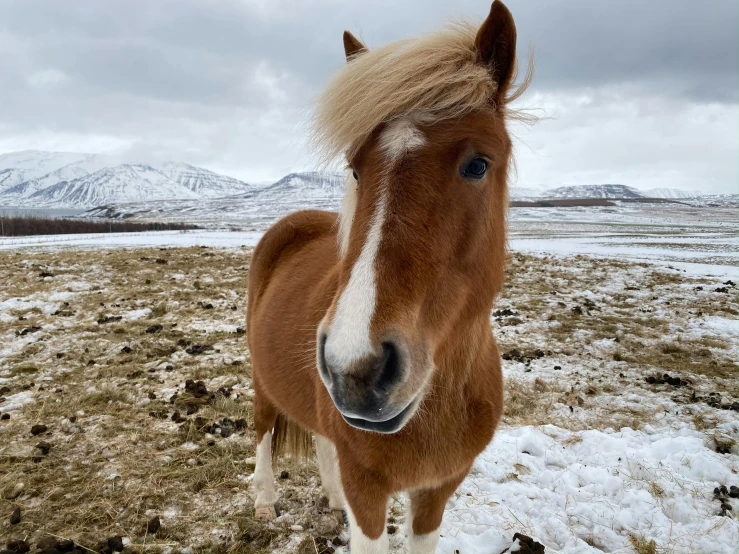 the horse with the hair that is almost blonde