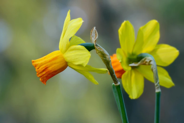 two bright yellow flowers are standing still