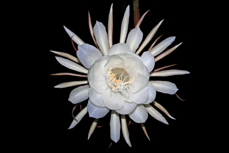 a large white flower with many petals