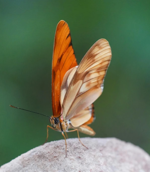 a brown and orange erfly resting on a rock