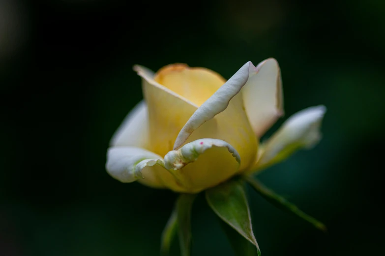 a yellow flower with water droplets on the petals