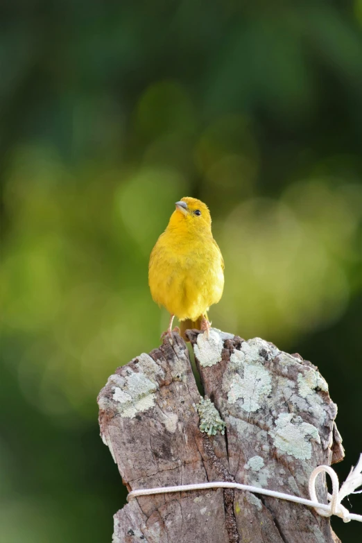 a yellow and gray bird perched on top of a dead tree