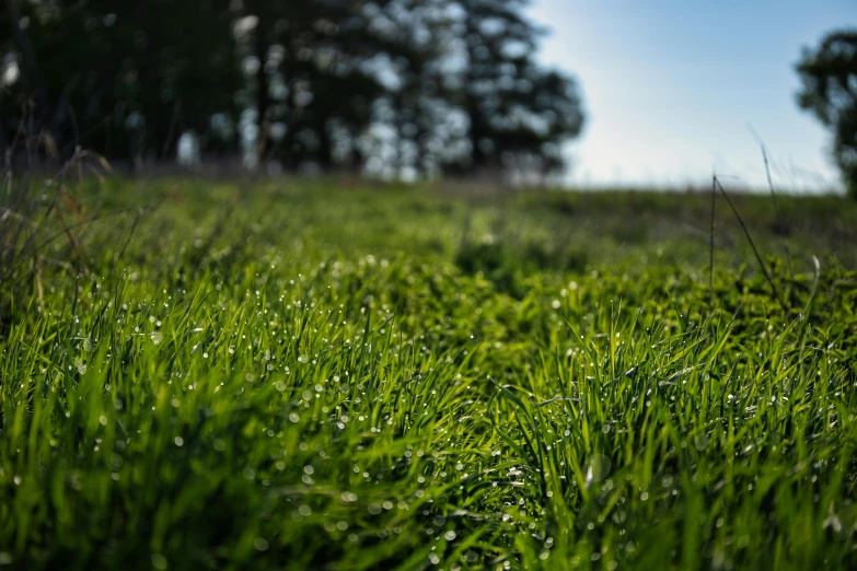 the grassy field is covered in dew, and it's green