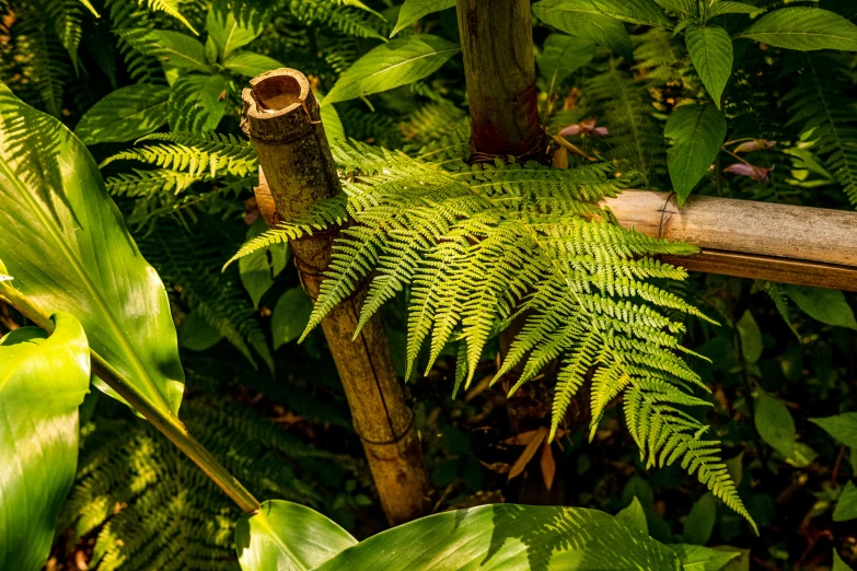 an old wooden post stands in the middle of lush green trees