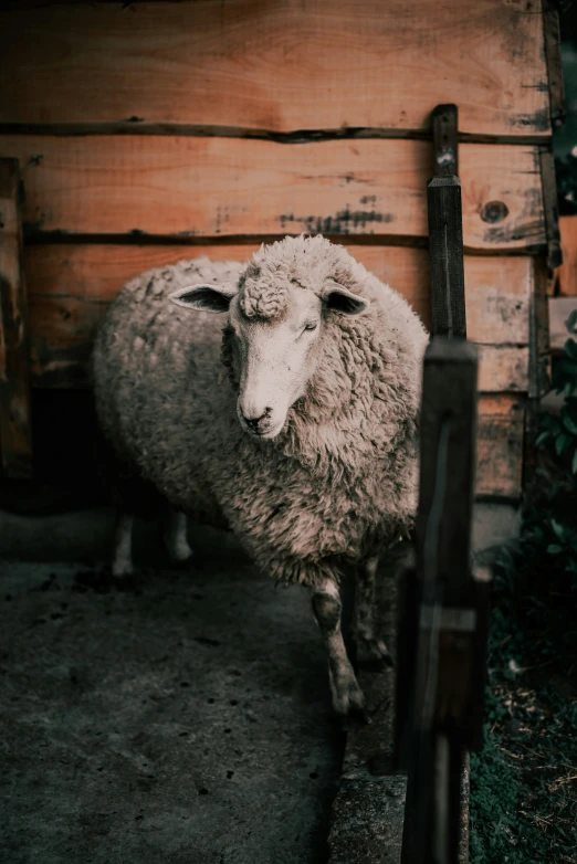 a sheep stands in the dirt outside near a wooden wall