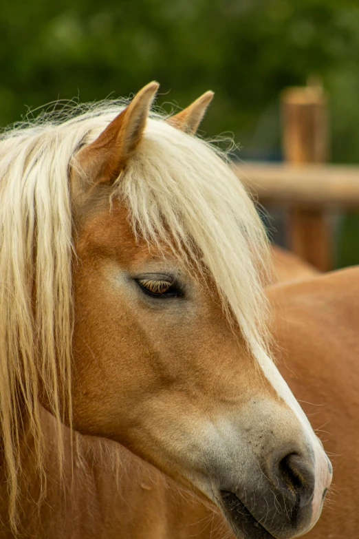 there is a brown horse with blonde hair