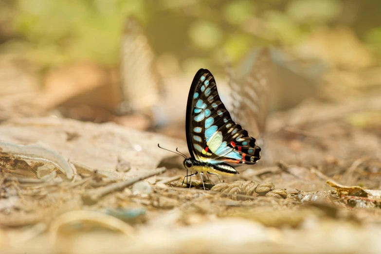 a erfly is standing on the ground while another flies overhead