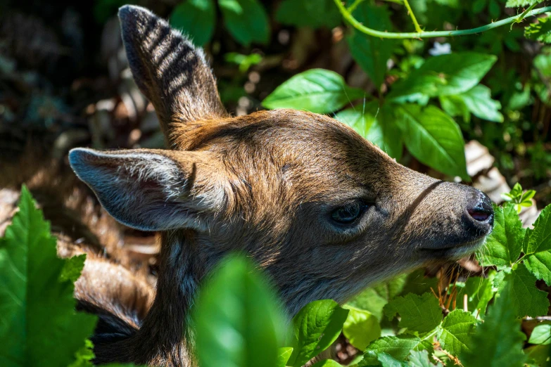 a small animal standing next to a lush green bush